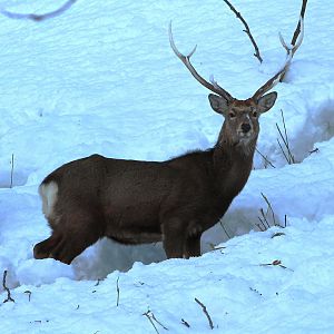 Hokkaido Sika Deer (Cervus nippon yesoensis)
