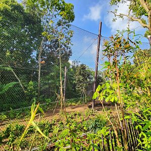 Rainforest Wild Asia- Malayan Tiger (Sulong)