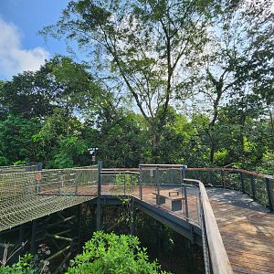 Rainforest Wild Asia- The Canopy