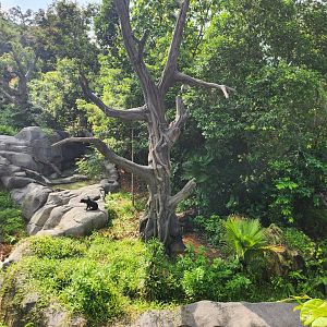 Rainforest Wild Asia- Sun bear 1