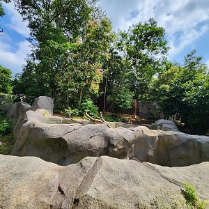 Rainforest Wild Asia- Sun bear 2