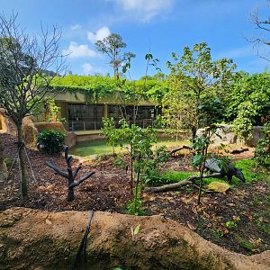 Rainforest Wild Asia- Malayan Tapir 1