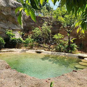 Rainforest Wild Asia- Malayan Tapir 2