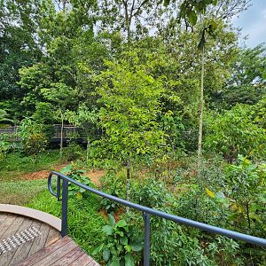 Rainforest Wild Asia- Forest Floor