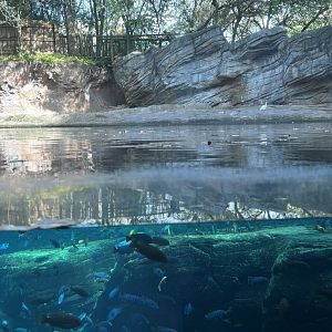 Hippopotamus Exhibit (Gorilla Falls)