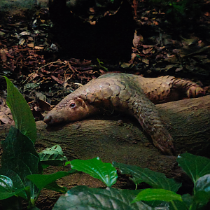 Sunda Pangolin (Manis javanica)