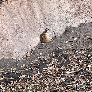 Meerkat