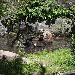 Bears - Brown Bear (Ursus arctos)