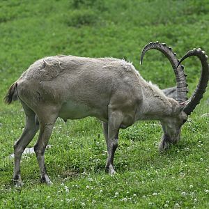 Gelada Reserve - Nubian Ibex (Capra nubiana)
