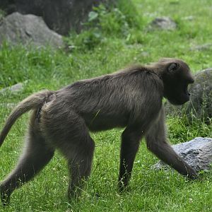 Gelada Reserve - Gelada (Theropithecus gelada)