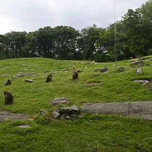 Gelada Reserve - Exhibit