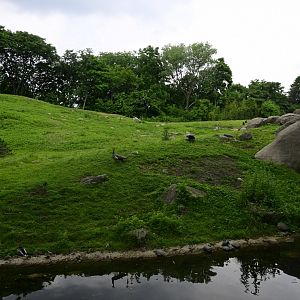 Gelada Reserve - Exhibit