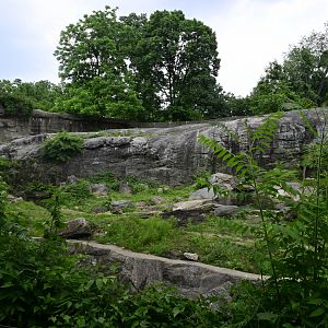 Bears - Brown Bear (Ursus arctos) Exhibit