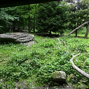 Himalayan Highlands - Snow Leopard (Panthera uncia) Exhibit