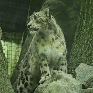 Himalayan Highlands - Snow Leopard (Panthera uncia)