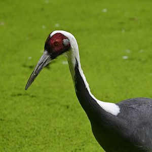Himalayan Highlands - White-naped Crane (Antigone vipio)