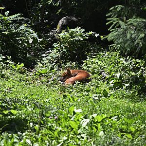 Bears - Dhole (Cuon alpinus)