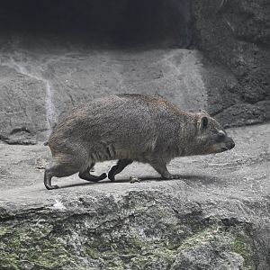 Gelada Reserve - Rock Hyrax (Procavia capensis)