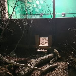 Nine banded armadillo exhibit 150225