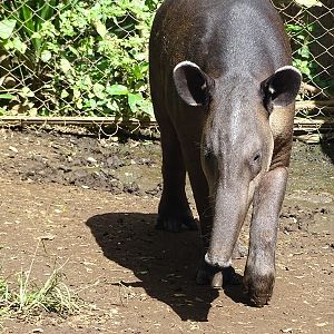 Zoológico Nacional de Nicaragua:  Bairds tapir (Tapirus bairdii)