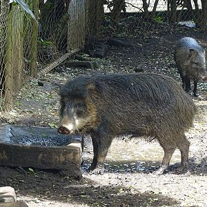 Zoológico Nacional de Nicaragua: Two peccary species