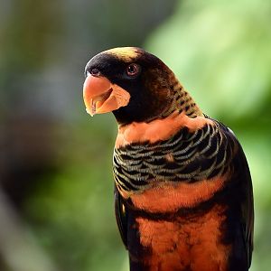 Dusky Lory (Pseudeos fuscata)