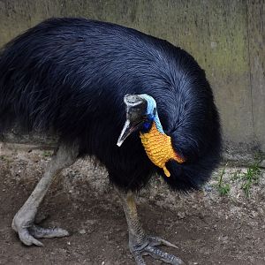 Golden-Necked Cassowary (Casuarius unappendiculatus aurantiacus)