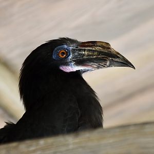 Luzon Hornbill (Penelopides manillae manillae) female
