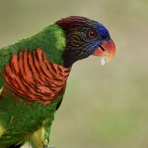 Massena's Lorikeet (Trichoglossus haematodus massena)