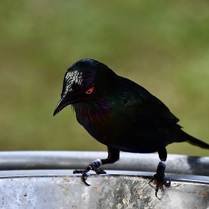 Metallic Starling (Aplonis metallica)
