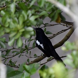 Northern Borneo Magpie-Robin (Copsychus saularis adamsi)