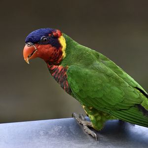 Ornate Lorikeet (Saudareos ornata)