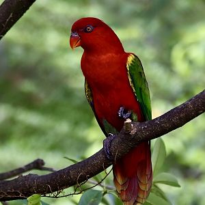 Yellow-Backed Chattering Lory (Lorius garrulus flavopalliatus)