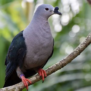 Pacific Imperial-Pigeon (Ducula pacifica)
