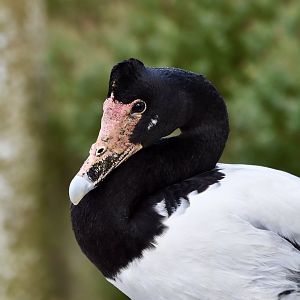 Magpie Goose (Anseranas semipalmata)