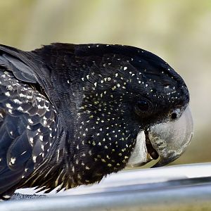 Northeastern Red-Tailed Black Cockatoo (Calyptorhynchus banksii banksii) female