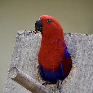 New Guinea Red-Sided Eclectus Parrot (Eclectus polychloros polychloros) female