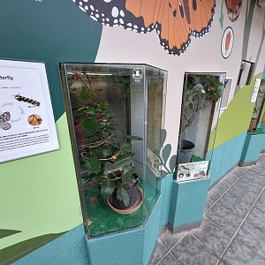 Caterpillar Terrariums- Insectarium