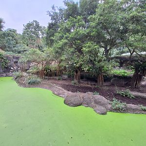 Malayan Tapir- Tropical Rainforest Area