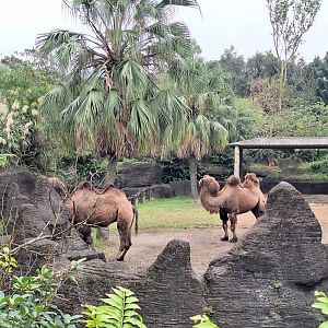 Bactrian Camel Enclosure- Desert Animals Area