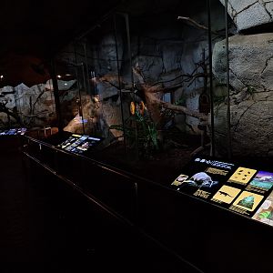 Nocturnal Animals- Formosan Animal Area