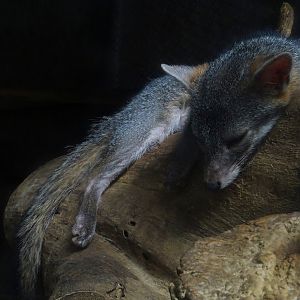 Zoológico Nacional de Nicaragua: Gray fox (Urocyon cinereoargenteus)