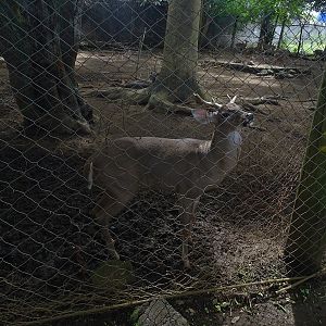 Zoológico Nacional de Nicaragua: White-tailed deer (Odocoileus virginianus)