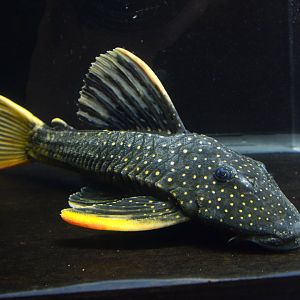 Golden Sailfin Pleco (Hypostomus luteus) Phase II