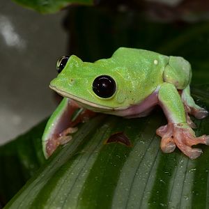 Black-eyed Tree Frog (Agalychnis moreletii)