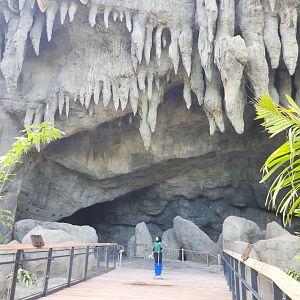 Rainforest Wild Asia- The Cavern