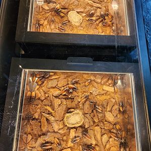 Rainforest Wild Asia- Hissing Cockroach