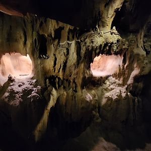 Rainforest Wild Asia- Ridley's beauty snake