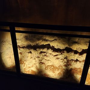 Rainforest Wild Asia- Asian Forest scorpion