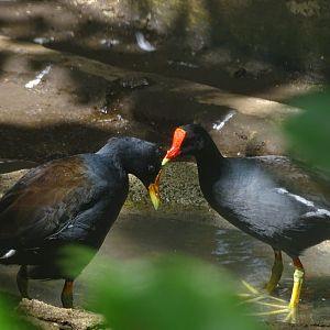 Zoológico Nacional de Nicaragua: Common gallinule (Gallinula galeata)